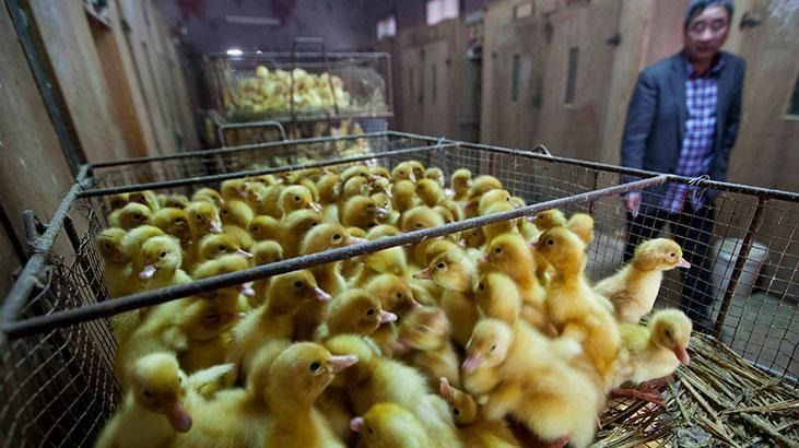 Kuş gribi alarmı! 72 bin kümes hayvanı itlaf edilecek 1