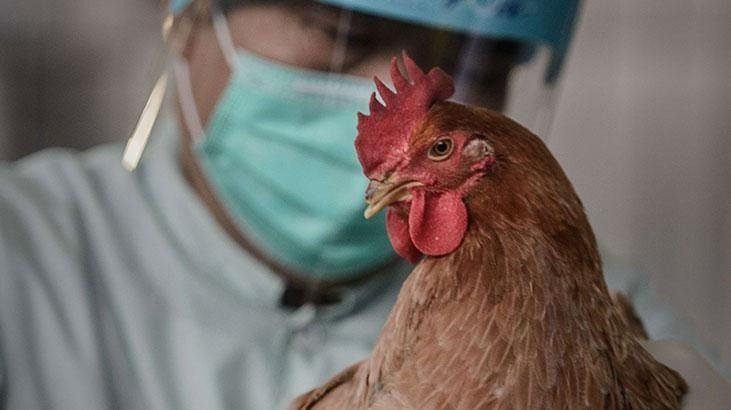 Kuş gribi alarmı! 72 bin kümes hayvanı itlaf edilecek 9