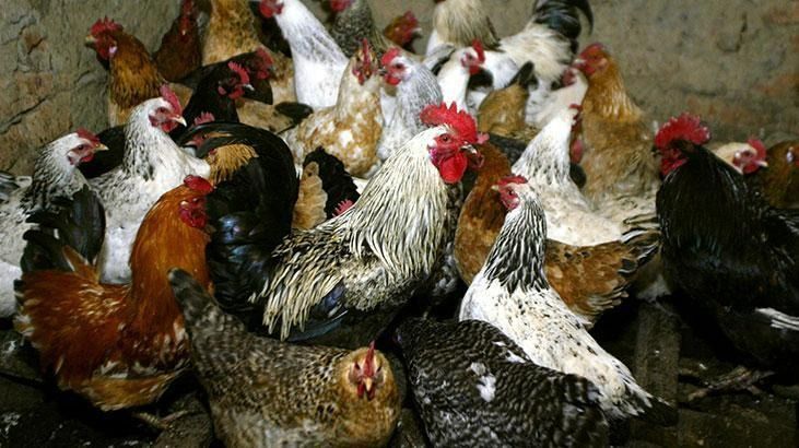 Kuş gribi alarmı! 72 bin kümes hayvanı itlaf edilecek 8