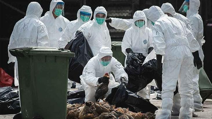 Kuş gribi alarmı! 72 bin kümes hayvanı itlaf edilecek 7