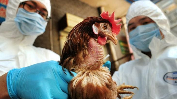 Kuş gribi alarmı! 72 bin kümes hayvanı itlaf edilecek 6
