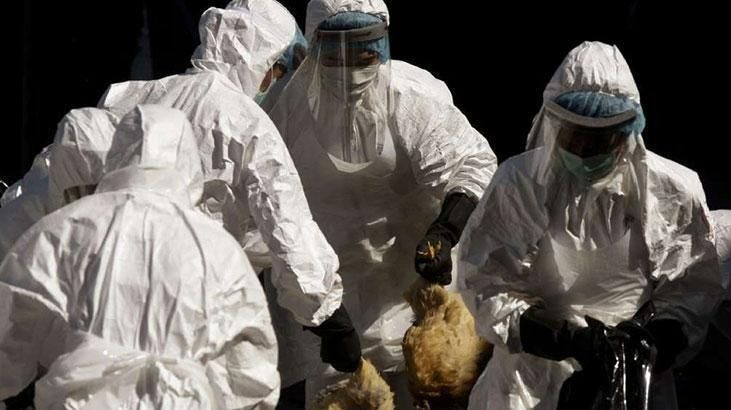 Kuş gribi alarmı! 72 bin kümes hayvanı itlaf edilecek 5