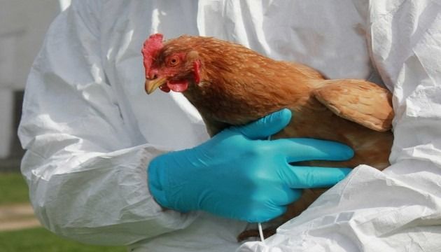 Kuş gribi alarmı! 72 bin kümes hayvanı itlaf edilecek 3