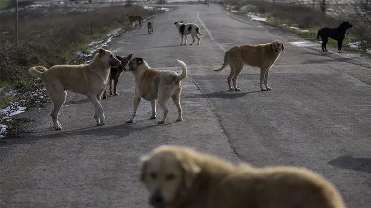 AK Parti 30 Ocak'ta açıklayacak! Her kesime büyük destek geliyor: Memurlara ek tazminat, her mahalleye kreş, başıboş köpek habitatı... 5