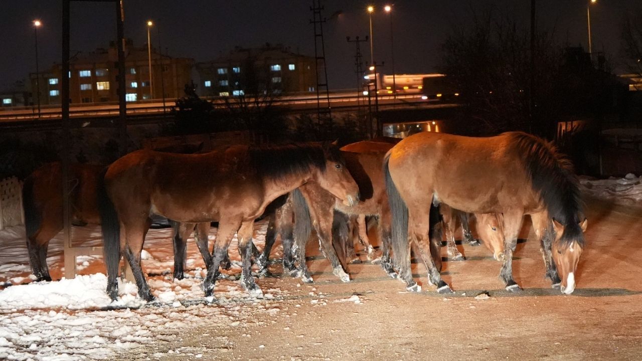 Bolu’da aç kalan yılkı atları şehir merkezine indi 3