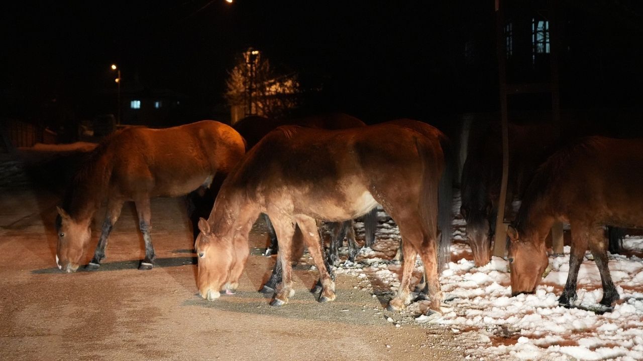 Bolu’da aç kalan yılkı atları şehir merkezine indi 5
