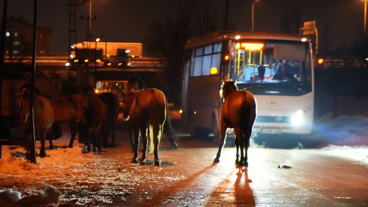 Bolu’da aç kalan yılkı atları şehir merkezine indi 6
