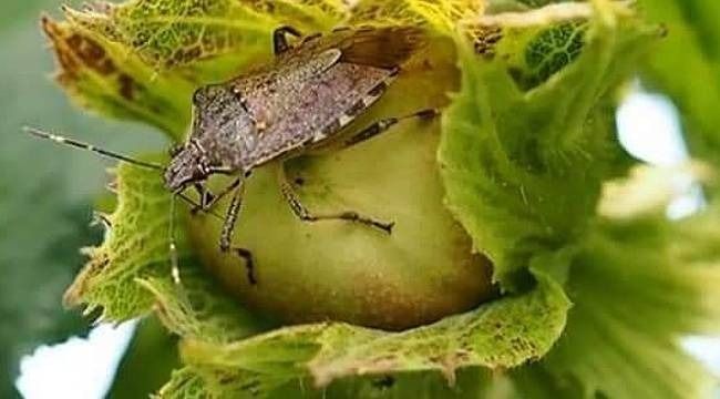 Kahverengi kokarca böceği ile mücadele devam ediyor! Çok tehlikeli üretime zarar veriyor! 6