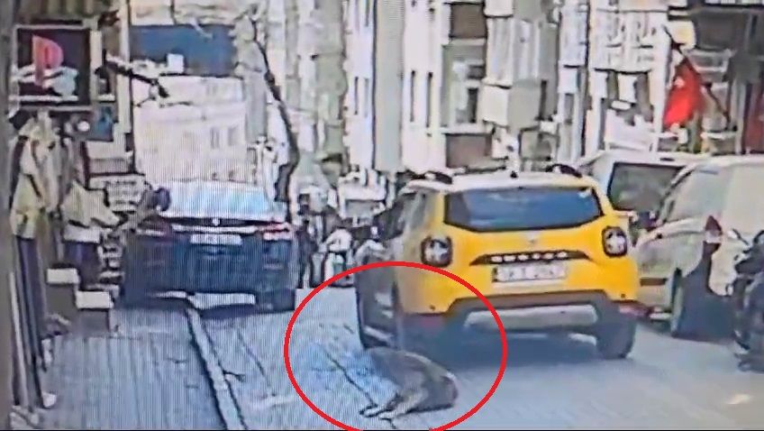 Balıkesir'de kan donduran olay: Uyuyan köpeği aracıyla ezerek öldürdü yoluna devam etti! İşte o anlar! 3