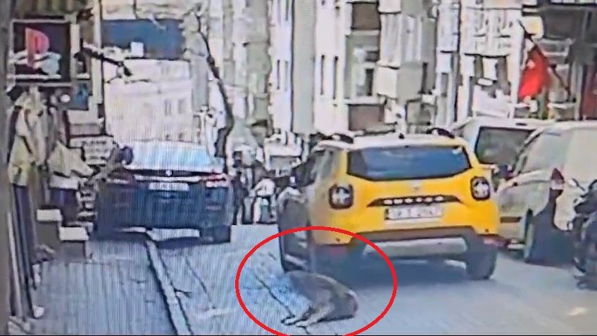 Balıkesir'de kan donduran olay: Uyuyan köpeği aracıyla ezerek öldürdü yoluna devam etti! İşte o anlar! 4