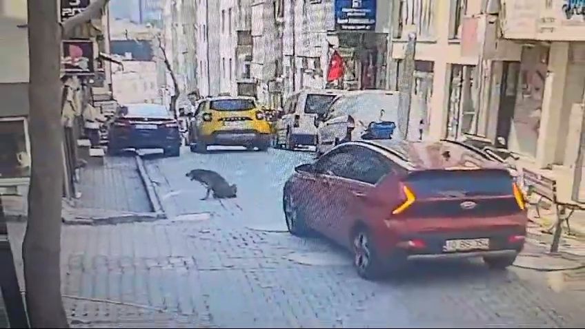 Balıkesir'de kan donduran olay: Uyuyan köpeği aracıyla ezerek öldürdü yoluna devam etti! İşte o anlar! 7