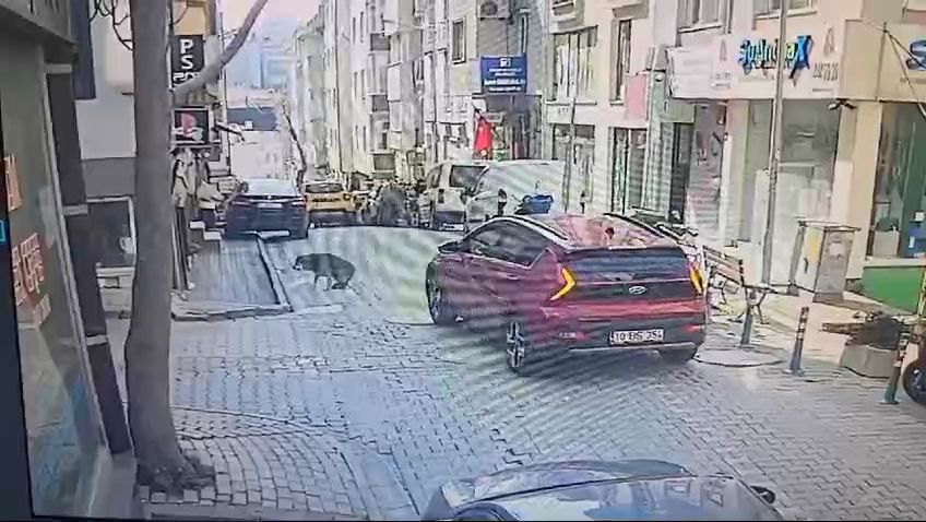 Balıkesir'de kan donduran olay: Uyuyan köpeği aracıyla ezerek öldürdü yoluna devam etti! İşte o anlar! 9