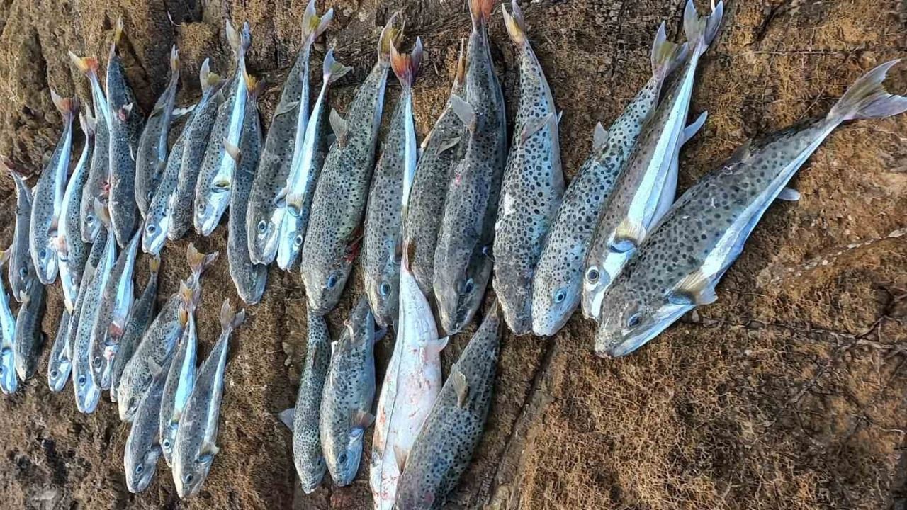 Siyanürden 1200 kat daha zehirli! Balon balığını avlayan balıkçılara tane başı 25 TL destek ödemesi yapılacak 3