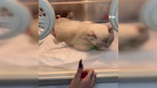 Veterinerde olay çıkmıştı! Sosyal medya fenomeni Nurseli Aksoy o anları anlattı! 7