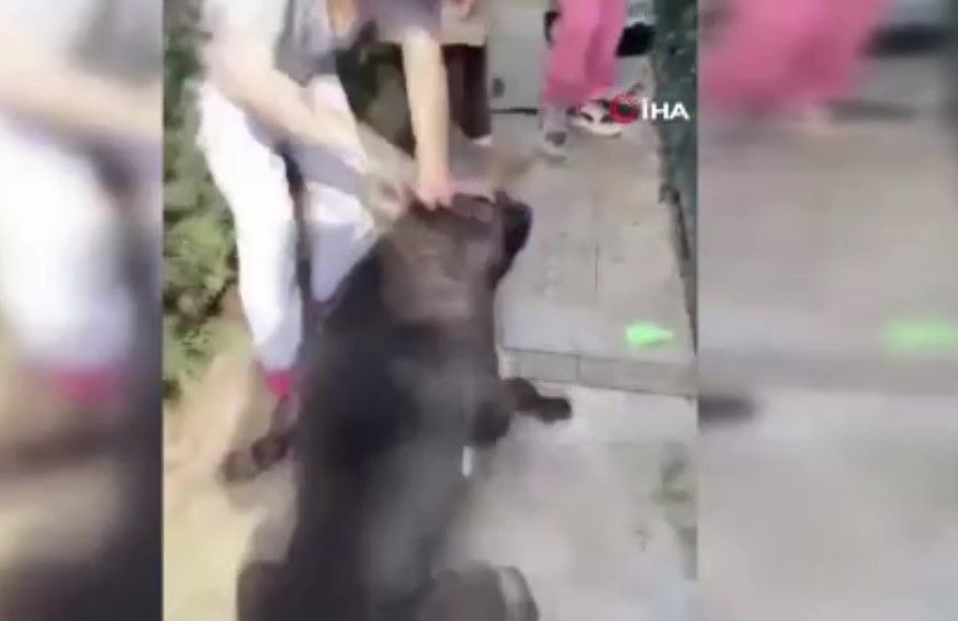 Sosyal medya fenomeni Banu Parlak’ın köpeği, komşusunun köpeğini parçalayarak öldürdü! Dehşet anları kamerada 3