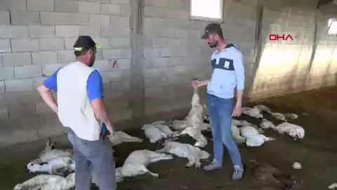 Dün 57 bugün 30 küçükbaş hayvan! Köpek terörü bitmek bilmiyor... 1