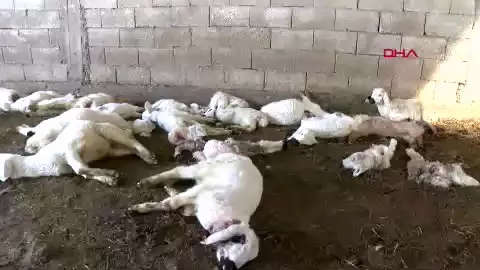 Dün 57 bugün 30 küçükbaş hayvan! Köpek terörü bitmek bilmiyor... 2