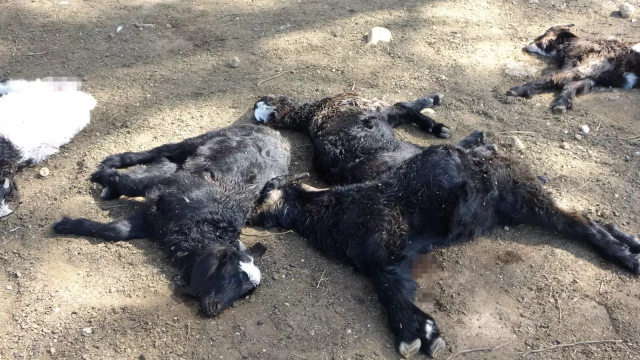Dün 57 bugün 30 küçükbaş hayvan! Köpek terörü bitmek bilmiyor... 3