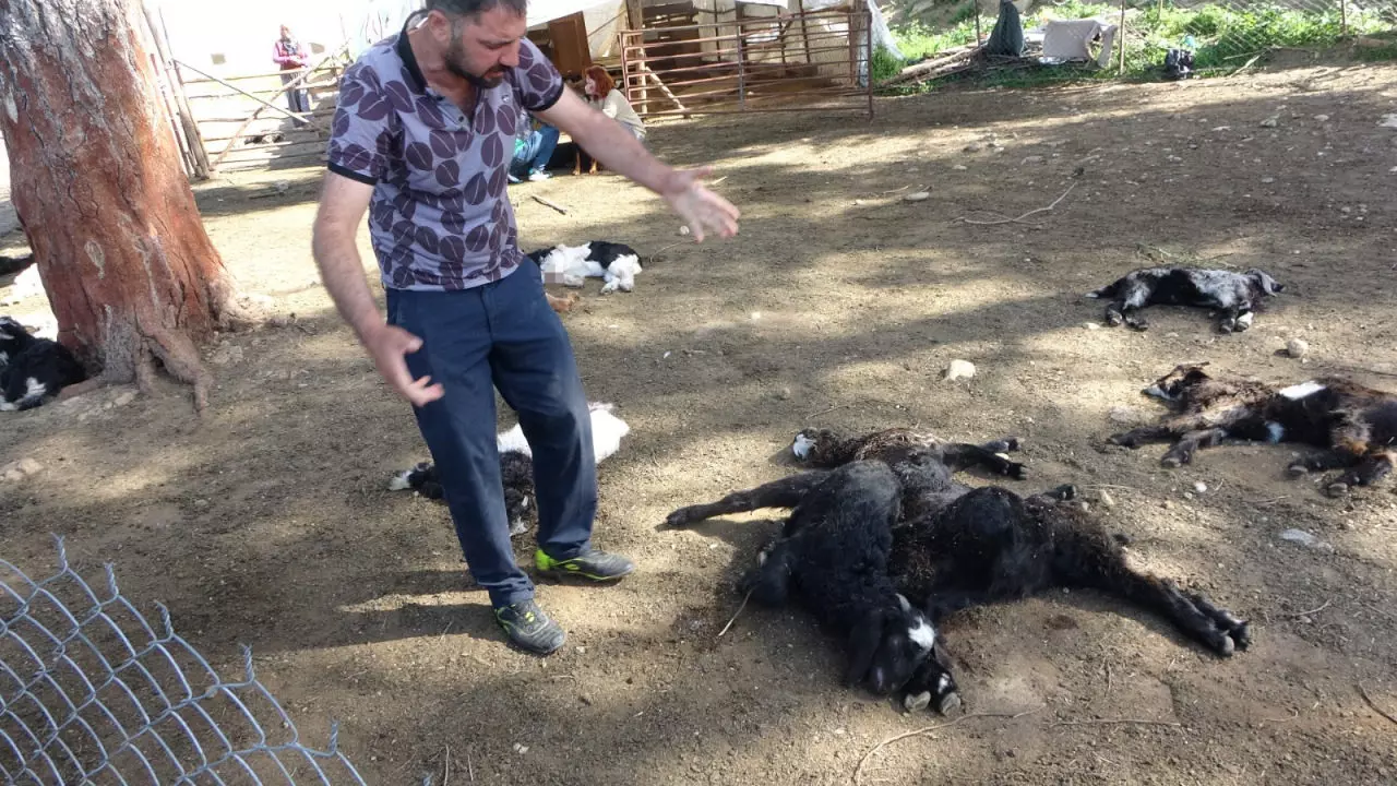 Dün 57 bugün 30 küçükbaş hayvan! Köpek terörü bitmek bilmiyor... 4