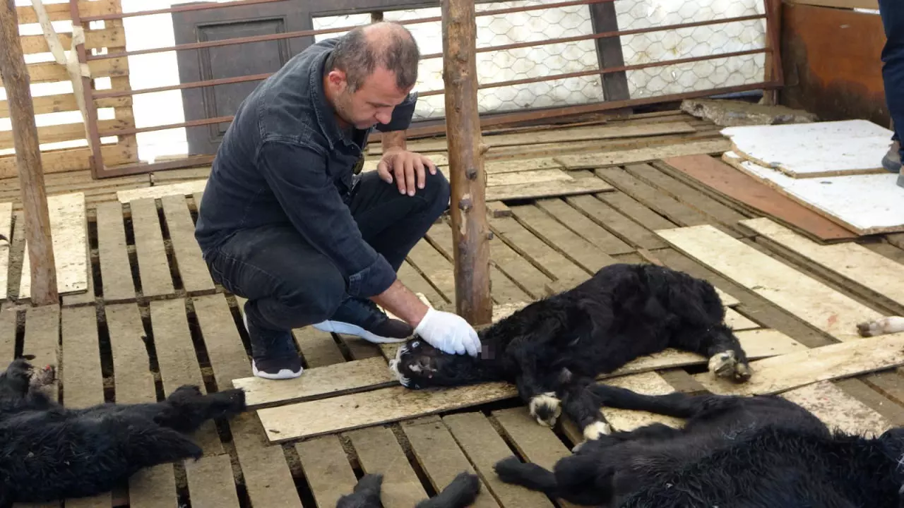 Dün 57 bugün 30 küçükbaş hayvan! Köpek terörü bitmek bilmiyor... 5