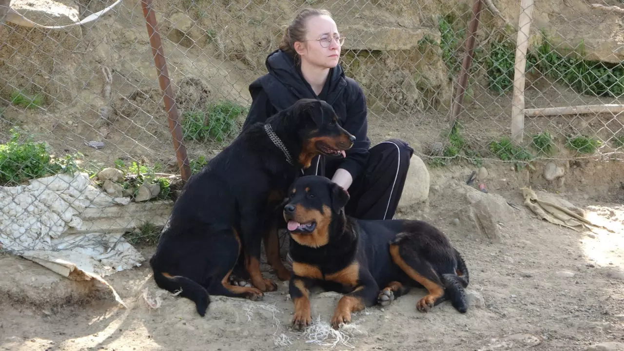 Dün 57 bugün 30 küçükbaş hayvan! Köpek terörü bitmek bilmiyor... 6