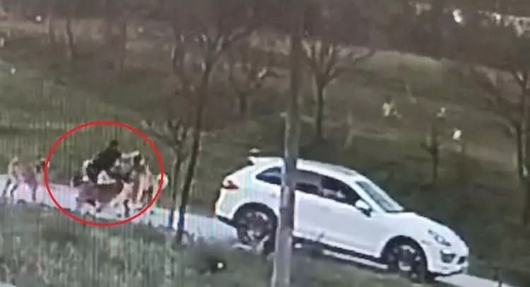 Başıboş köpek sürüsü dehşet saçtı: Baba ölümden döndü, oğlu son anda kurtuldu! 2