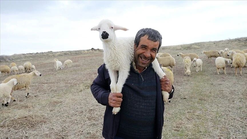 40 bin TL maaşla çoban bulamıyorlar! Köylüler zor durumda: Eskiden çobanlık için yalvarıyorlardı, şimdi kimse yüzüne bakmıyor! 1