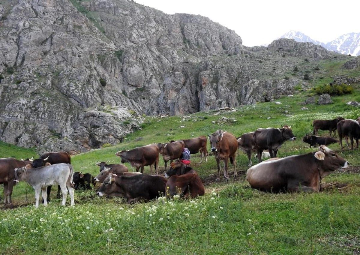 40 bin TL maaşla çoban bulamıyorlar! Köylüler zor durumda: Eskiden çobanlık için yalvarıyorlardı, şimdi kimse yüzüne bakmıyor! 2