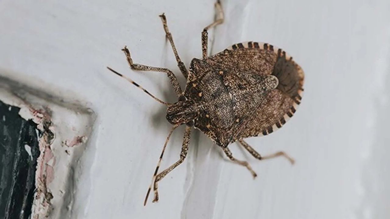 İstila erken başladı! Gördüğünüz yerde öldürün 4