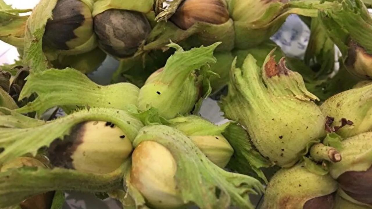 İstila erken başladı! Gördüğünüz yerde öldürün 6
