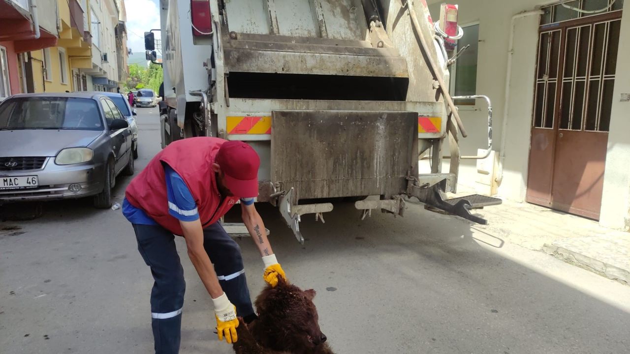Bursa'da şoke eden olay: Ayıyı parçalayıp çöpe attılar... 3
