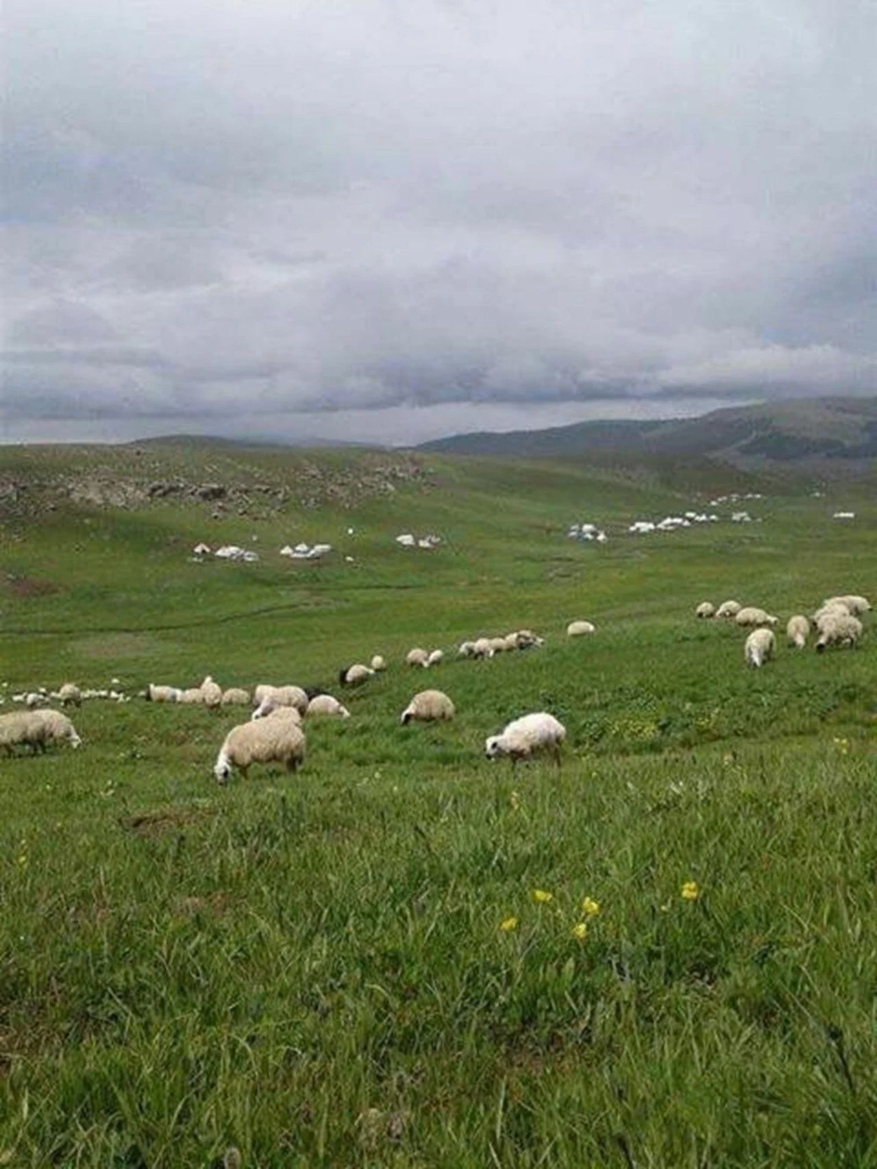 Hayvancılık bitme noktasına geldi! 100 bin lira maaşla çalıştıracak eleman bulamıyorlar 2