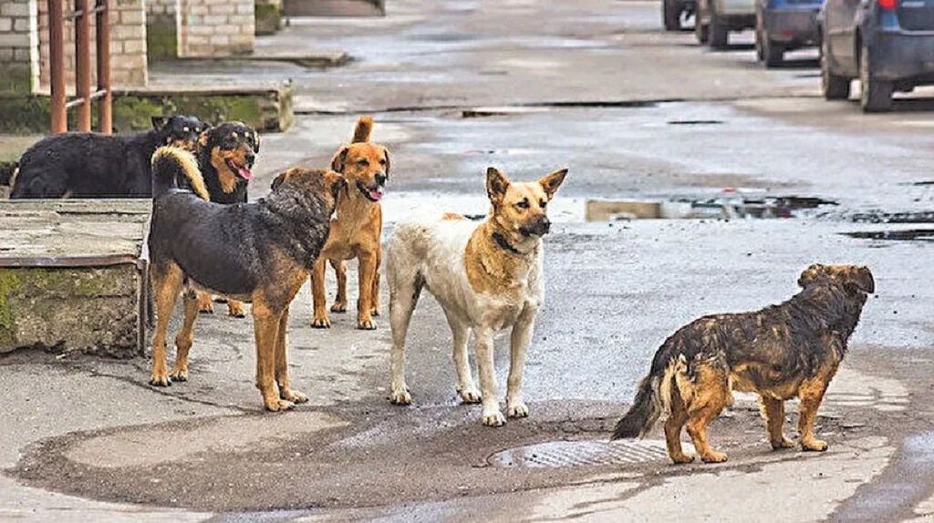 Ekşi Sözlük'te yeni skandal! Başıboş köpek sorunu üzerinden nefret kustular! "1 köpek için 1000 çocuğu öldürebilirim" 2