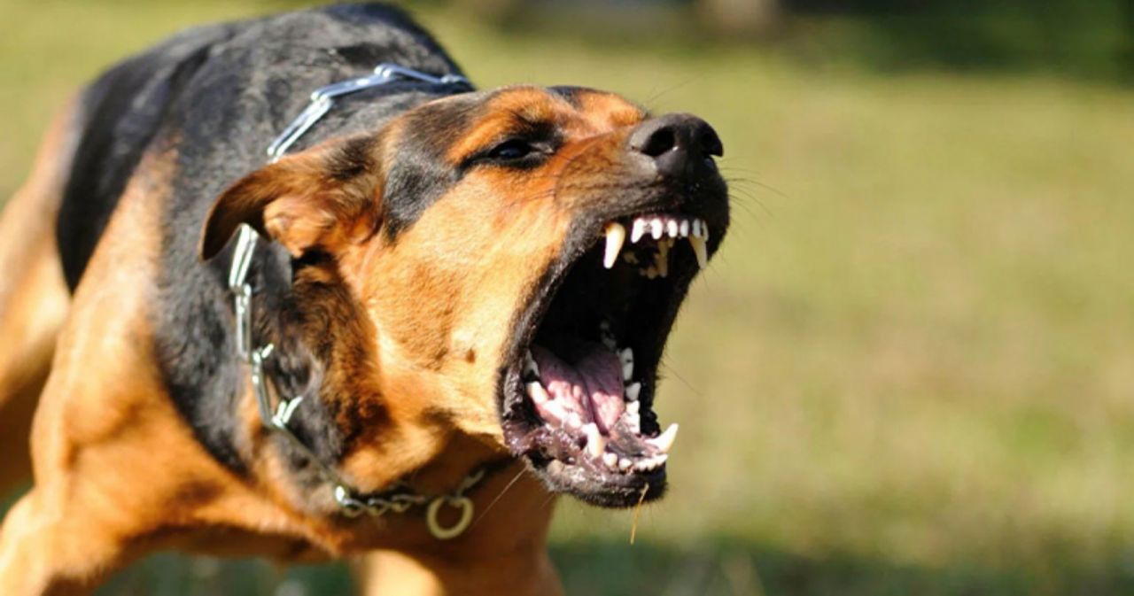 Ekşi Sözlük'te yeni skandal! Başıboş köpek sorunu üzerinden nefret kustular! "1 köpek için 1000 çocuğu öldürebilirim" 1