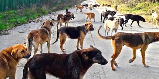 Ekşi Sözlük'te yeni skandal! Başıboş köpek sorunu üzerinden nefret kustular! "1 köpek için 1000 çocuğu öldürebilirim" 4
