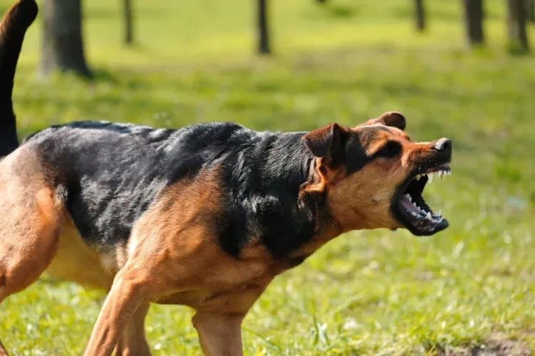 Ekşi Sözlük'te yeni skandal! Başıboş köpek sorunu üzerinden nefret kustular! "1 köpek için 1000 çocuğu öldürebilirim" 3