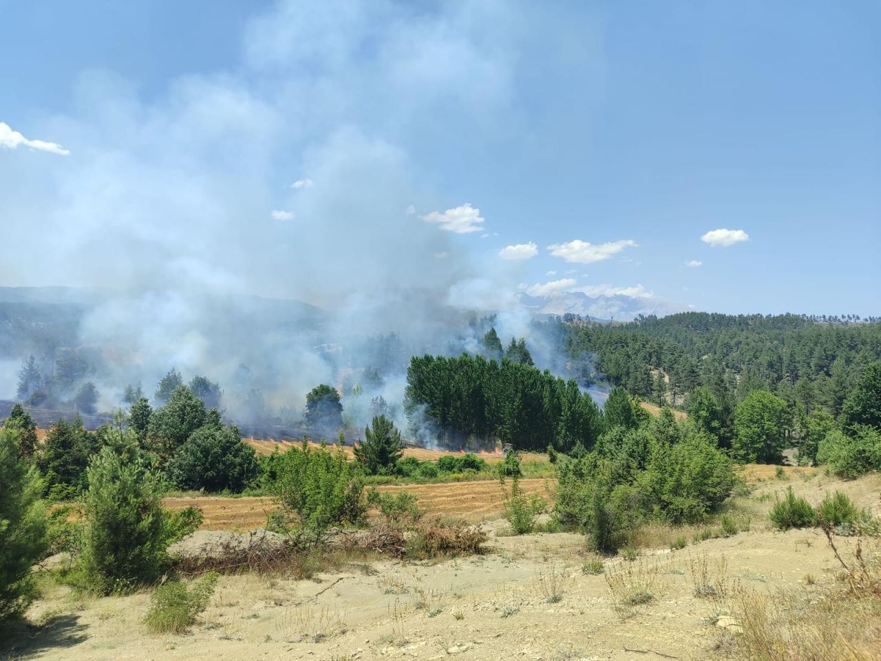 Ciğerlerimiz yanıyor! Çanakkale, Elazığ, Balıkesir ve Adana'da orman yangını 1