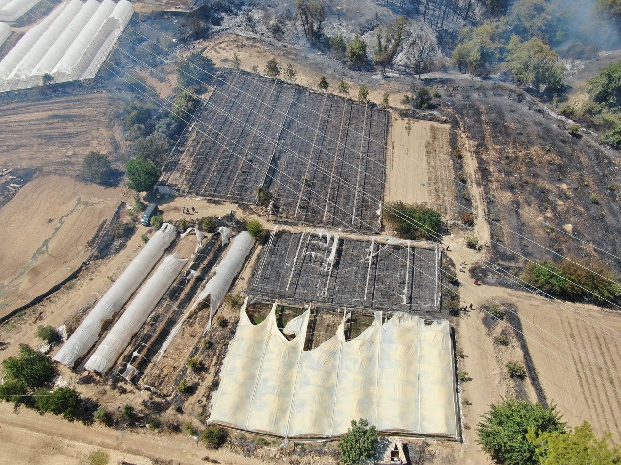 Antalya'da orman yangını! 4 hektarlık orman alanı ve seralar zarar gördü 5
