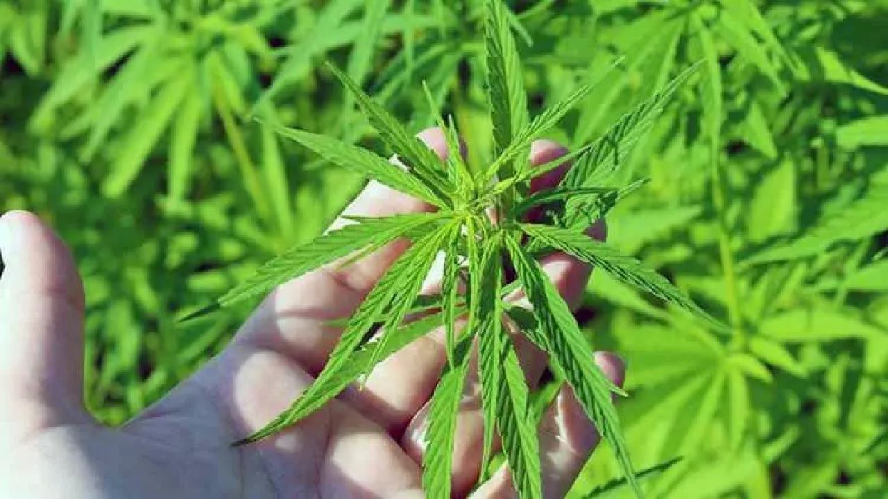 Kenevirin gizli gücü: Savunma Sanayii'nin yeni yıldızı olacak! 3