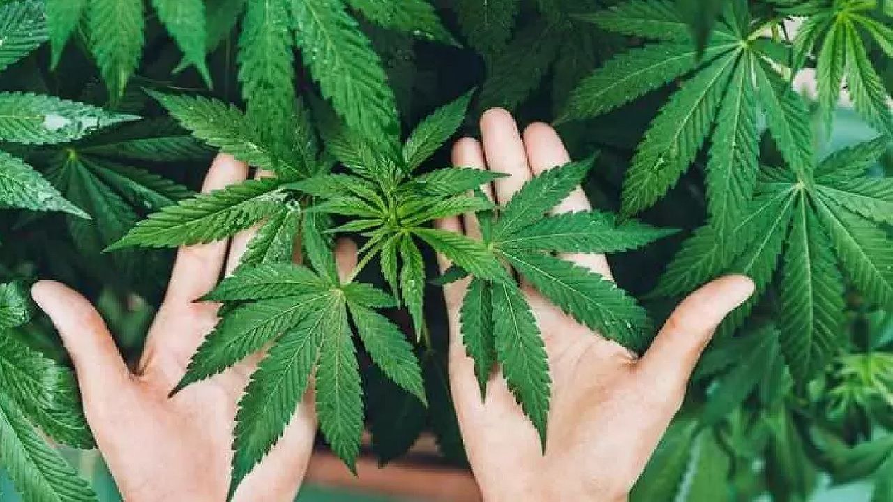 Kenevirin gizli gücü: Savunma Sanayii'nin yeni yıldızı olacak! 4