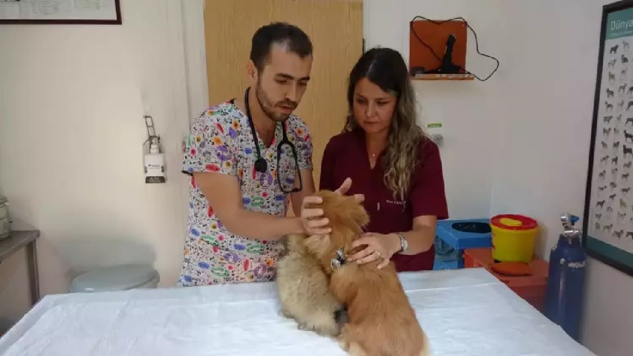 Eski erkek arkadaşın şikayetiyle vahşet ortaya çıktı: Evde köpeklere işkence skandalı 1