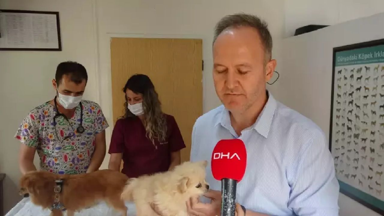 Eski erkek arkadaşın şikayetiyle vahşet ortaya çıktı: Evde köpeklere işkence skandalı 2