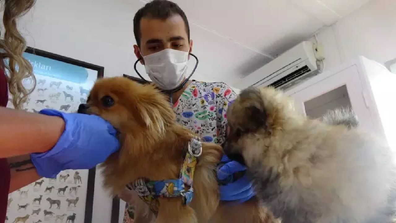 Eski erkek arkadaşın şikayetiyle vahşet ortaya çıktı: Evde köpeklere işkence skandalı 3