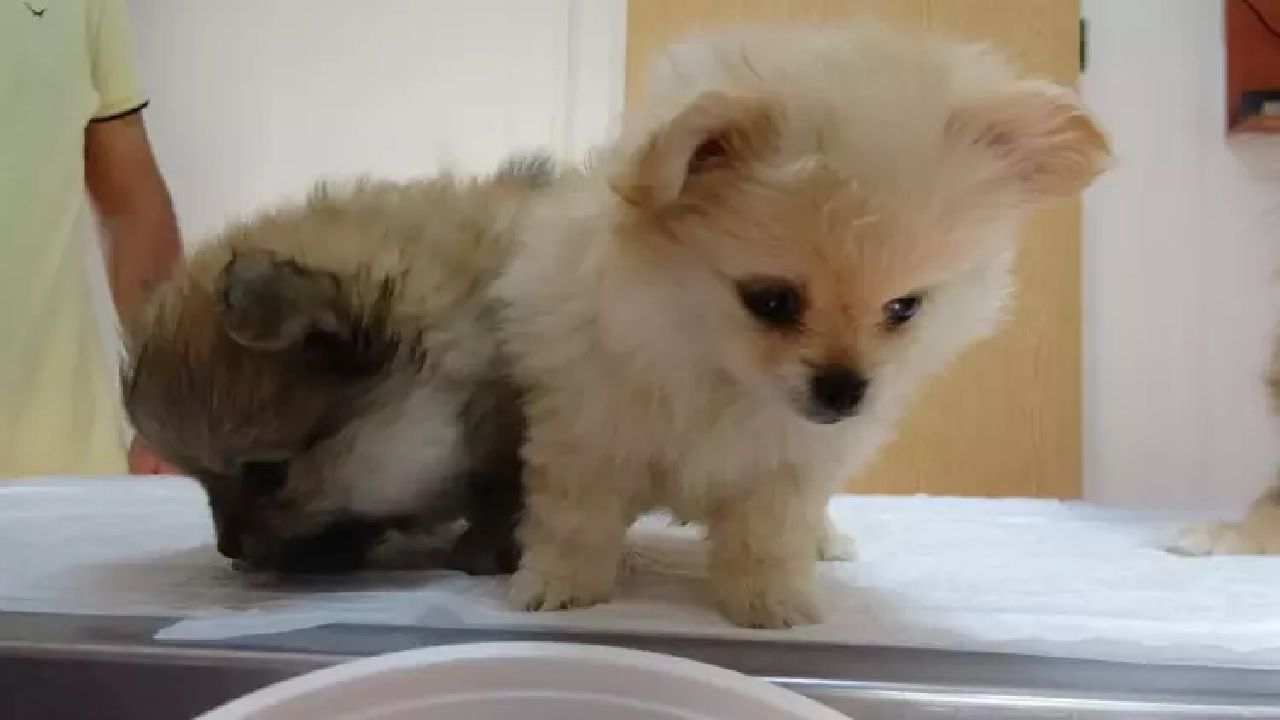 Eski erkek arkadaşın şikayetiyle vahşet ortaya çıktı: Evde köpeklere işkence skandalı 4
