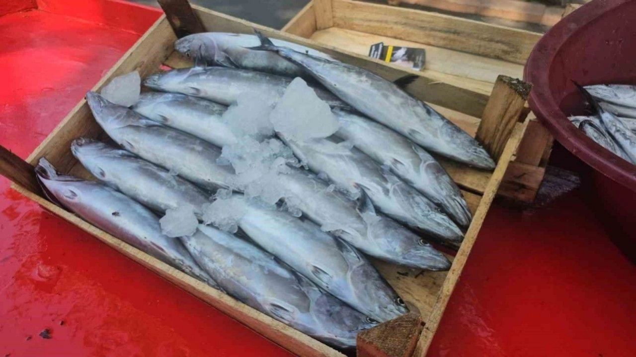Av sezonu başladı! Balık tezgahlarında palamut fiyatları düştü 1