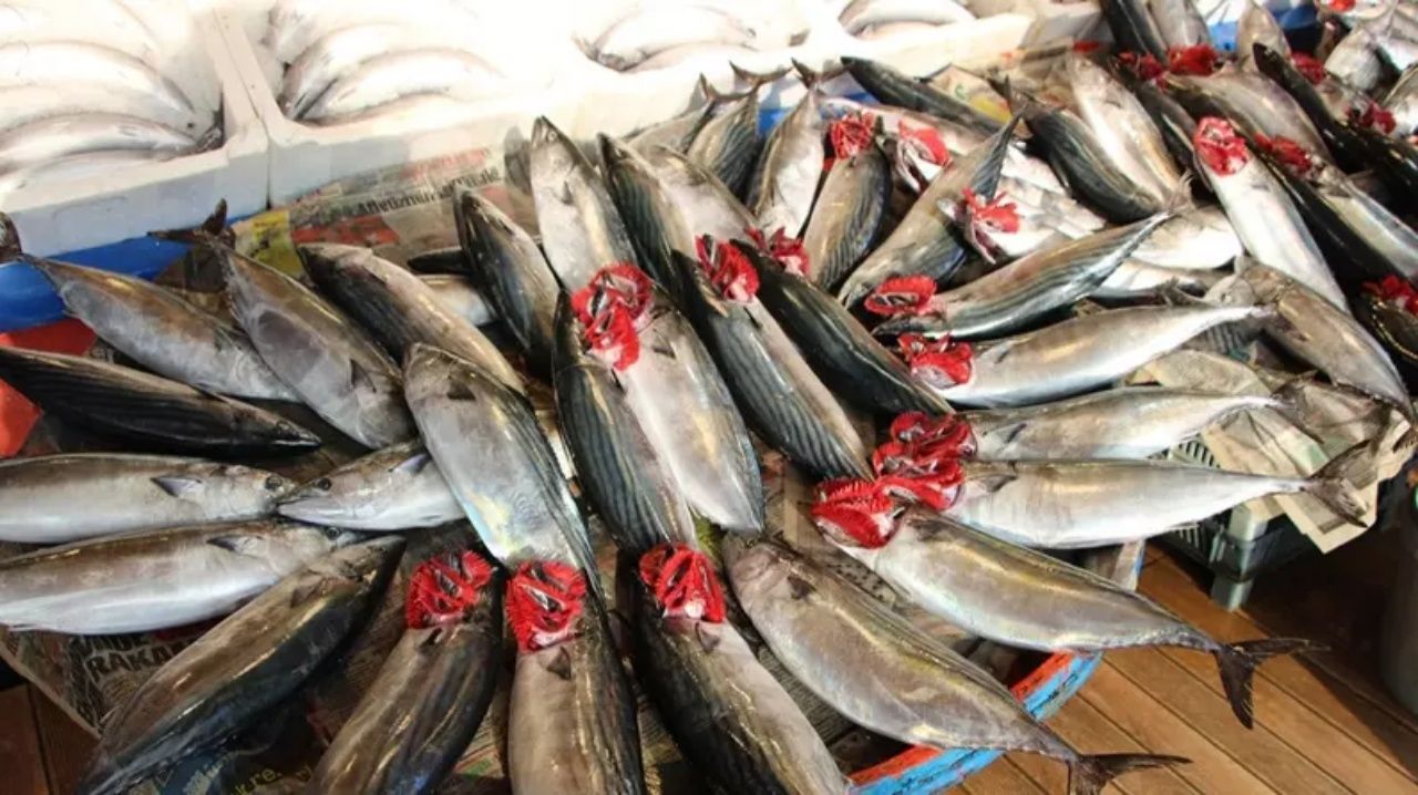 Av sezonu başladı! Balık tezgahlarında palamut fiyatları düştü 2