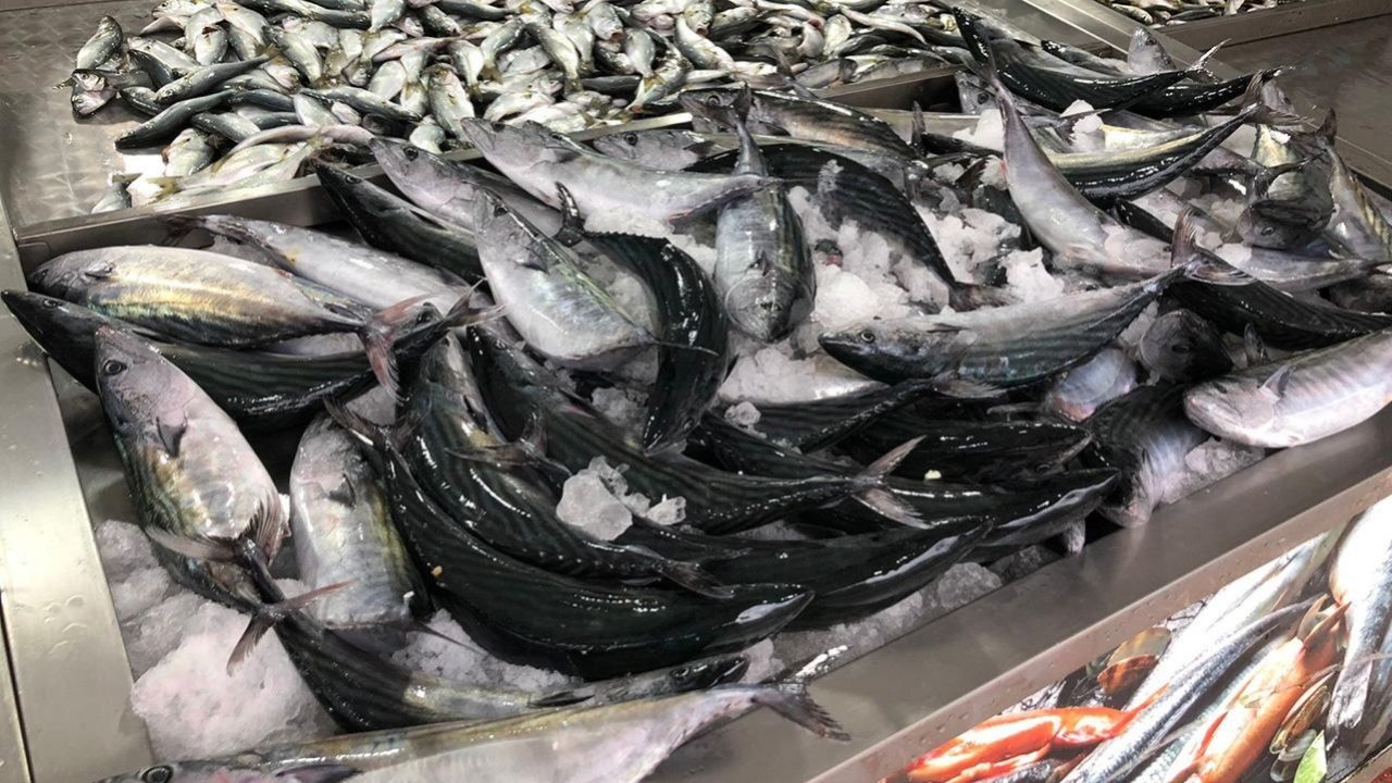 Av sezonu başladı! Balık tezgahlarında palamut fiyatları düştü 5