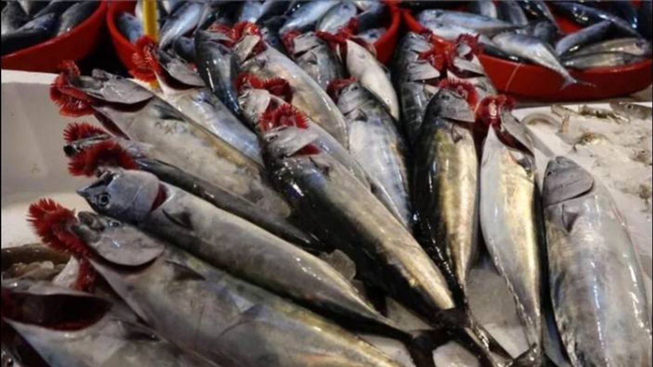 Av sezonu başladı! Balık tezgahlarında palamut fiyatları düştü 6