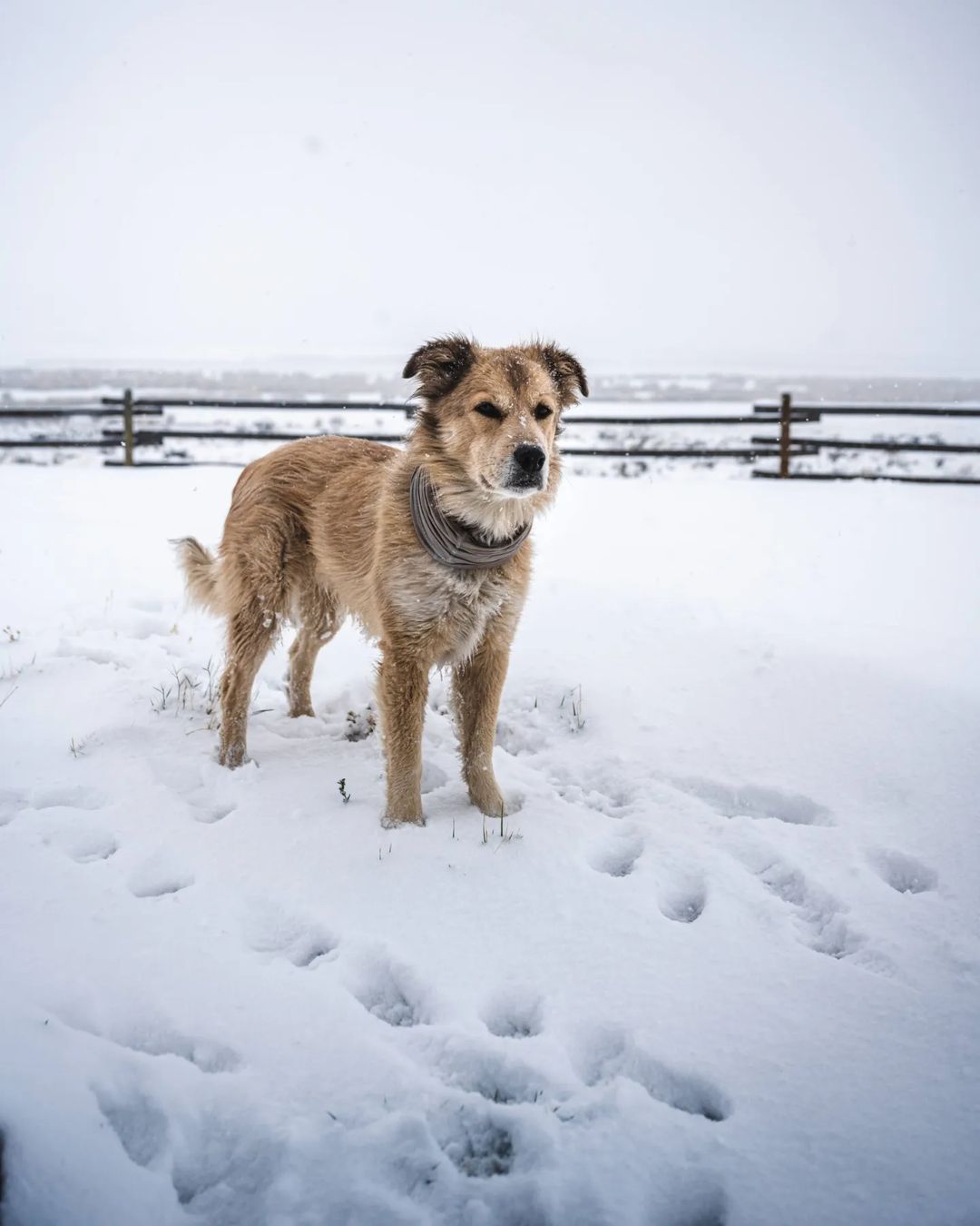 Köpeğiyle birlikte yürüyerek dünyayı dolaştı, Guinness Dünya Rekorları'na girdi! 38 ülke gezdi ama aklı Türkiye'de kaldı 16
