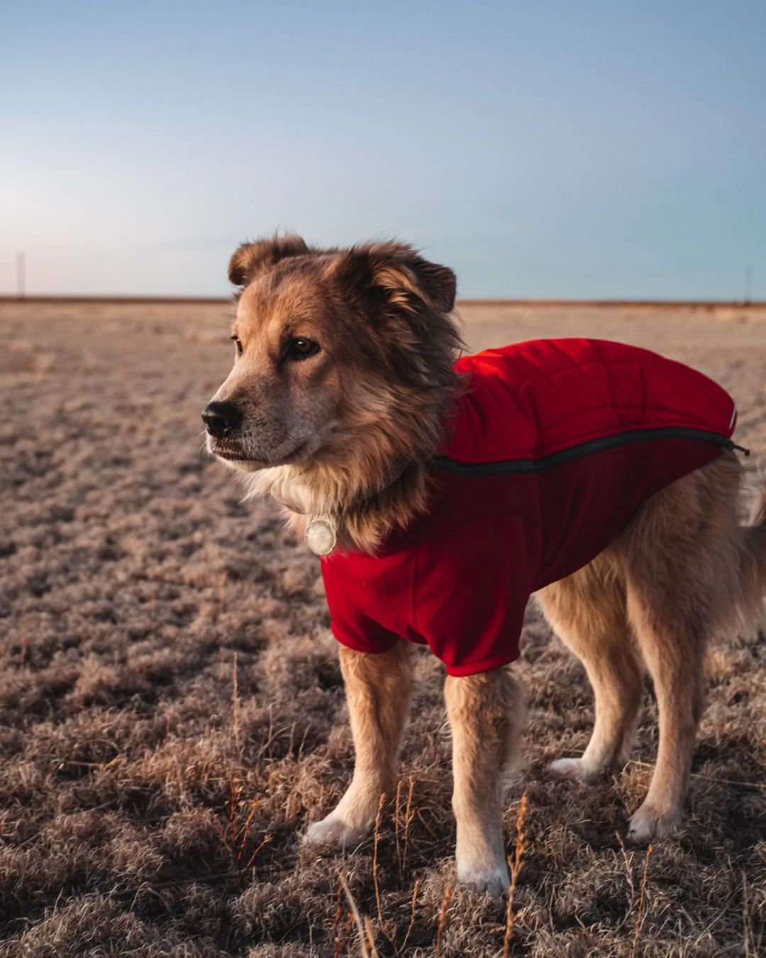 Köpeğiyle birlikte yürüyerek dünyayı dolaştı, Guinness Dünya Rekorları'na girdi! 38 ülke gezdi ama aklı Türkiye'de kaldı 14